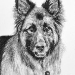 German Shepherd Drawing Art