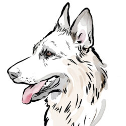 German Shepherd Drawing Artistic Sketching