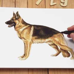 German Shepherd Drawing Fine Art