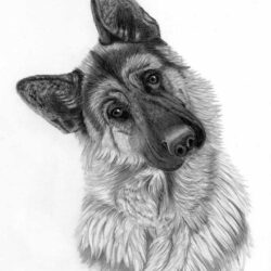 German Shepherd Drawing Hand Drawn