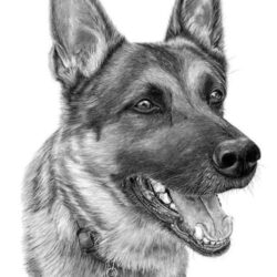 German Shepherd Drawing Hand Drawn Sketch