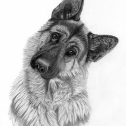 German Shepherd Drawing Intricate Artwork