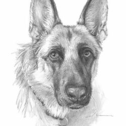 German Shepherd Drawing Modern Sketch