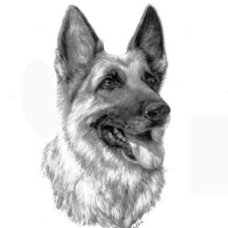 German Shepherd Drawing Realistic Sketch