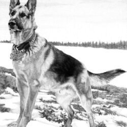 German Shepherd Drawing Sketch