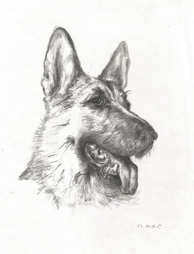 German Shepherd, Versatile Working Dog, Active Family Pet, Intelligent Breed, Loyal Companion Drawing