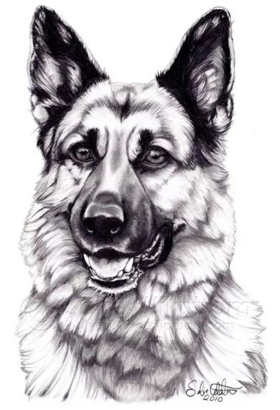 German Shepherd, Versatile Working Dog, Active Family Pet, Intelligent Breed, Loyal Companion Drawing