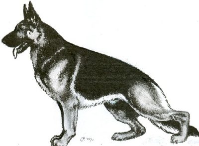 German Shepherd, Versatile Working Dog, Active Family Pet, Intelligent Breed, Loyal Companion Drawing