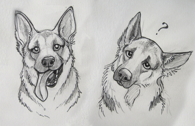 German Shepherd, Versatile Working Dog, Active Family Pet, Intelligent Breed, Loyal Companion Drawing