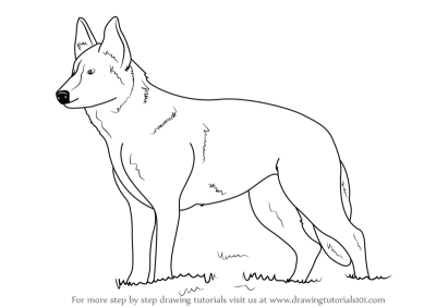 German Shepherd, Versatile Working Dog, Active Family Pet, Intelligent Breed, Loyal Companion Drawing