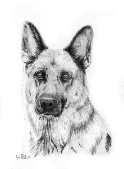 German Shepherd, Versatile Working Dog, Active Family Pet, Intelligent Breed, Loyal Companion Drawing