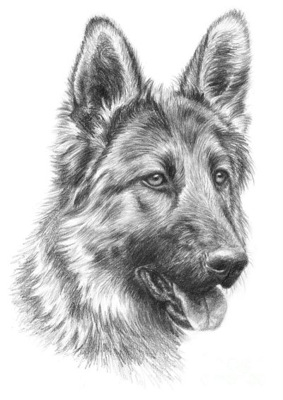 German Shepherd, Versatile Working Dog, Active Family Pet, Intelligent Breed, Loyal Companion Drawing