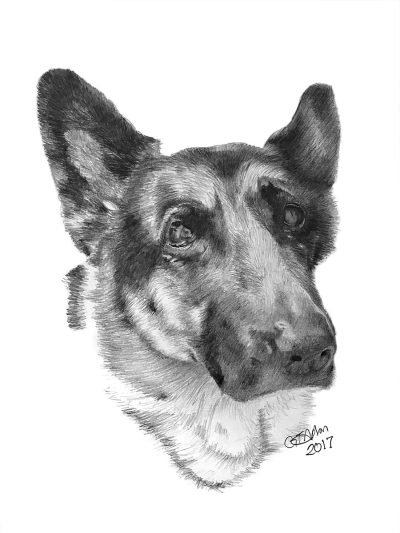 German Shepherd, Versatile Working Dog, Active Family Pet, Intelligent Breed, Loyal Companion Drawing