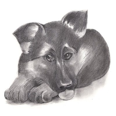 German Shepherd, Versatile Working Dog, Active Family Pet, Intelligent Breed, Loyal Companion Drawing