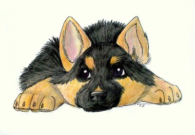 German Shepherd, Versatile Working Dog, Active Family Pet, Intelligent Breed, Loyal Companion Drawing