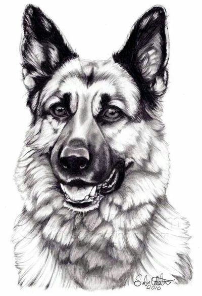 German Shepherd, Versatile Working Dog, Active Family Pet, Intelligent Breed, Loyal Companion Drawing