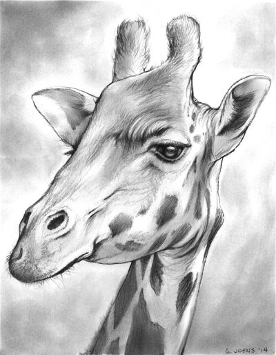 Giraffe, Long Neck, Tall, Herbivore, Africa Drawing