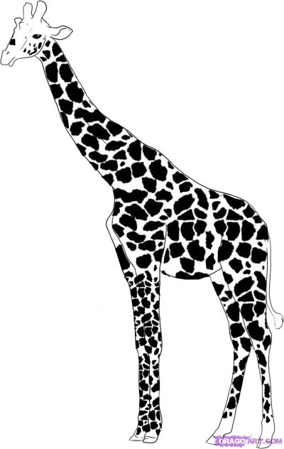 Giraffe, Long Neck, Tall, Herbivore, Africa Drawing