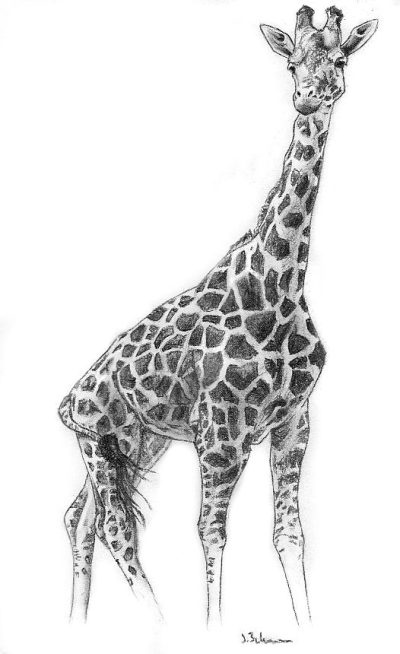 Giraffe, Long Neck, Tall, Herbivore, Africa Drawing