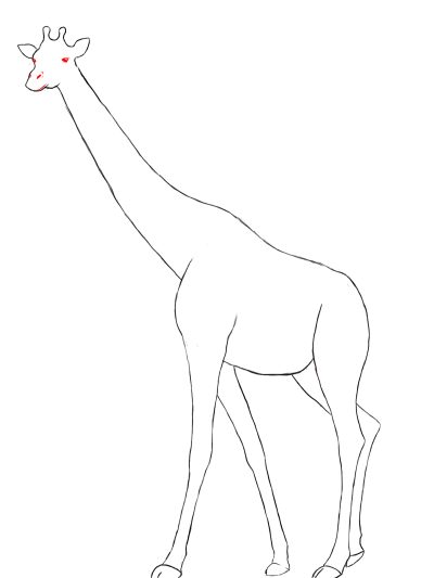 Giraffe, Long Neck, Tall, Herbivore, Africa Drawing