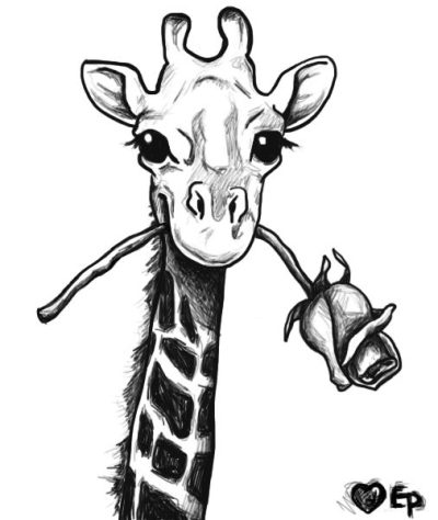 Giraffe, Long Neck, Tall, Herbivore, Africa Drawing