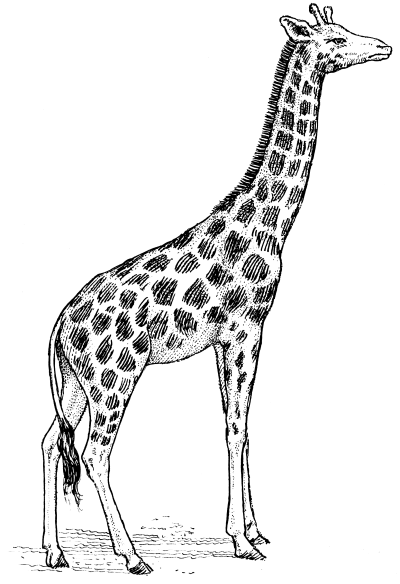 Giraffe, Long Neck, Tall, Herbivore, Africa Drawing