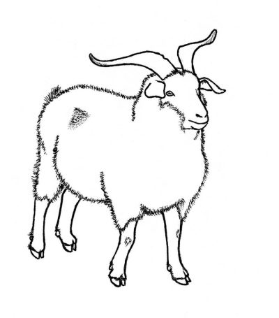 Goat, Greatest, Time, Of, All Drawing