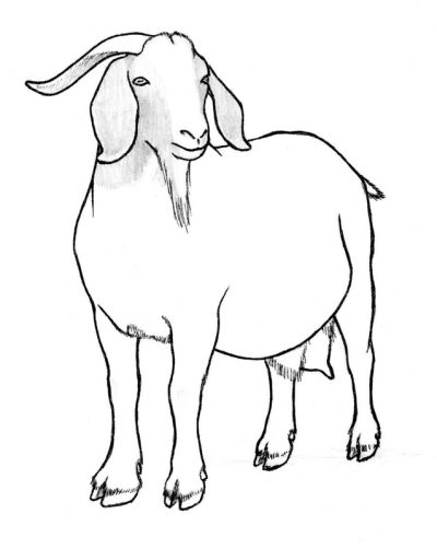 Goat, Greatest, Time, Of, All Drawing