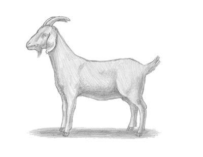 Goat, Greatest, Time, Of, All Drawing