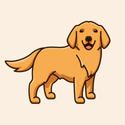 Golden Retriever Drawing