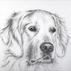 Golden Retriever Drawing Amazing Sketch