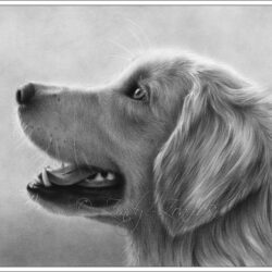 Golden Retriever Drawing Art