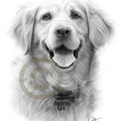 Golden Retriever Drawing Artistic Sketching