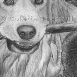 Golden Retriever Drawing Detailed Sketch