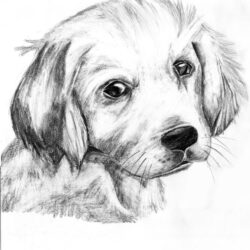 Golden Retriever Drawing Fine Art