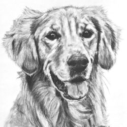 Golden Retriever Drawing Hand Drawn