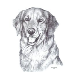 Golden Retriever Drawing Hand Drawn Sketch