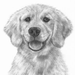 Golden Retriever Drawing Intricate Artwork