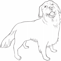 Golden Retriever Drawing Modern Sketch