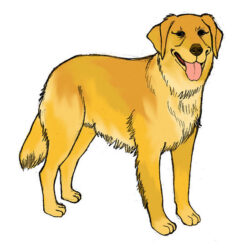 Golden Retriever Drawing Realistic Sketch