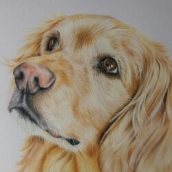 Golden Retriever Drawing Sketch