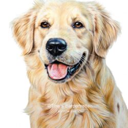 Golden Retriever Drawing Stunning Sketch