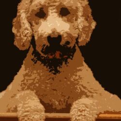 Goldendoodle Drawing