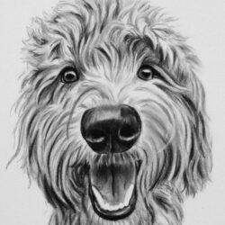 Goldendoodle Drawing Art