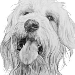 Goldendoodle Drawing Creative Style