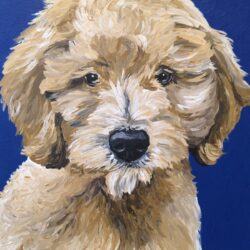 Goldendoodle Drawing Detailed Sketch