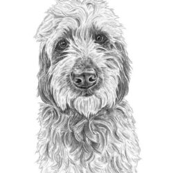 Goldendoodle Drawing Fine Art