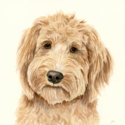 Goldendoodle Drawing Hand Drawn Sketch