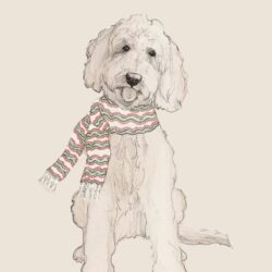 Goldendoodle Drawing Picture