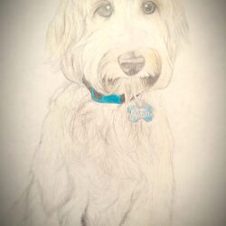 Goldendoodle Drawing Realistic Sketch